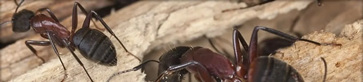 Close-up of ants on wood showing an active ant infestation in Arlington, TX
