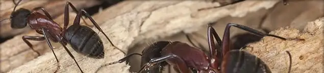 Close-up of ants on wood showing an active ant infestation in Arlington, TX