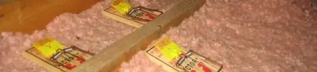 Mouse traps placed in an attic for rodent control in Arlington, TX