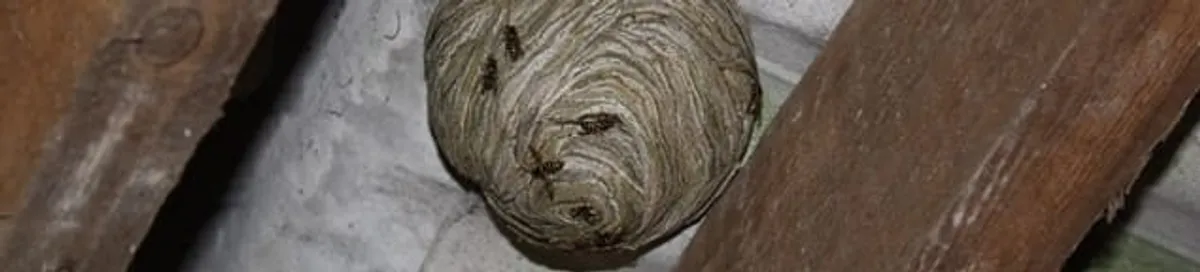 Wasp nest in an attic space, a common home infestation risk in Arlington, TX