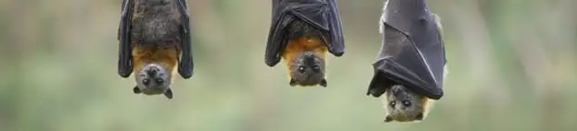 Bats roosting together, a common sign of a bat infestation in Arlington, TX