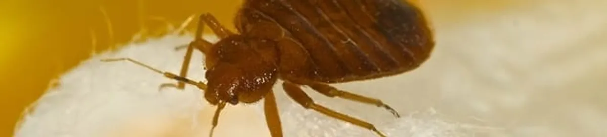 Close-up of a bed bug, a sign of an active infestation in Arlington, TX