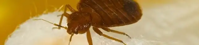 Close-up of a bed bug, a sign of an active infestation in Arlington, TX