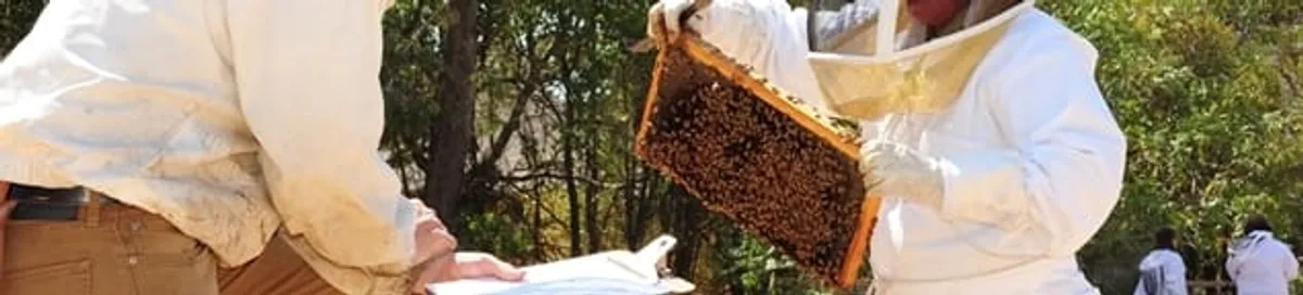 Bee removal specialists relocating a hive and honeycomb safely in Arlington, TX