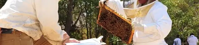 Bee removal specialists relocating a hive and honeycomb safely in Arlington, TX