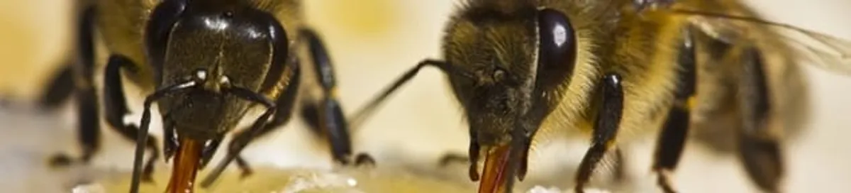 Close-up of honey bees, a sign of a nearby hive in Arlington, TX