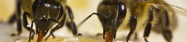 Close-up of honey bees, a sign of a nearby hive in Arlington, TX