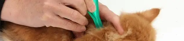 Flea treatment for pets using a flea comb, a sign of flea problems in Arlington, TX