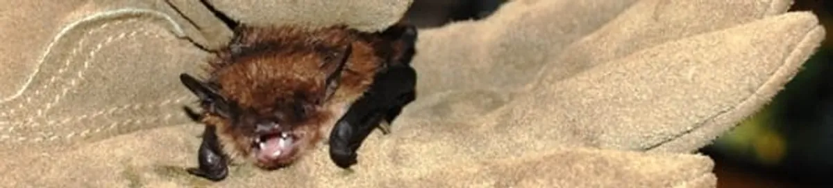 Bat removal specialist holding a bat safely during humane exclusion in Arlington, TX