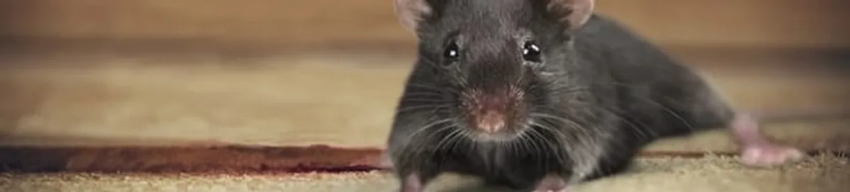 Mouse indoors, a common sign of a rodent infestation in Arlington, TX