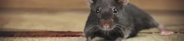 Mouse indoors, a common sign of a rodent infestation in Arlington, TX