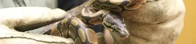 Snake removal specialist safely handling a snake with protective gloves in Arlington, TX
