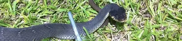 Snake in a yard, a common sign of a snake problem near a home in Arlington, TX