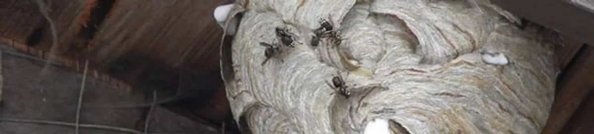 Close-up of a wasp nest with active wasps, a sign of an infestation in Arlington, TX